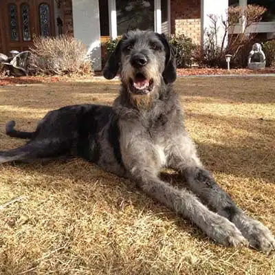 Great Danoodle dog breed.