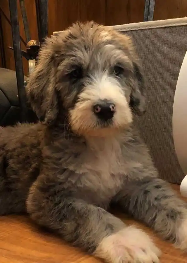 Breed Appearance