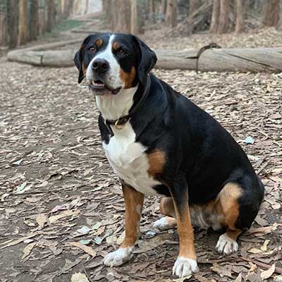 Greater Swiss Mountain Dane