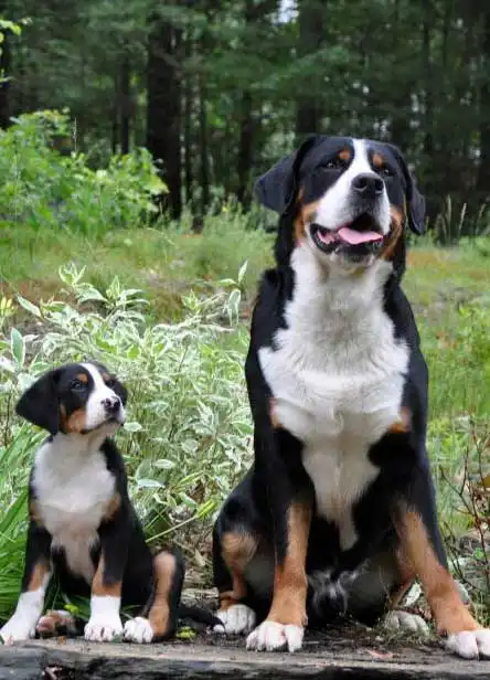 Breed Origin