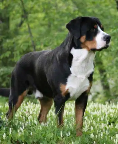 Breed Appearance