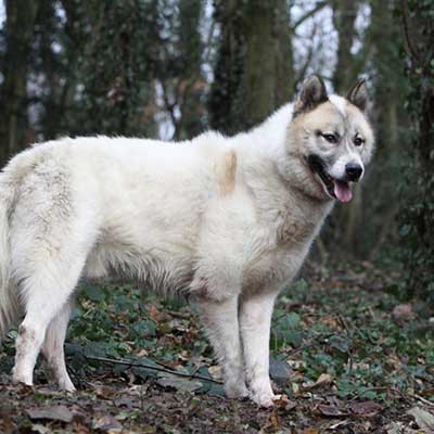 Greenland Dog