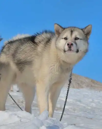 Origine & Histoire du Chien du Groenland