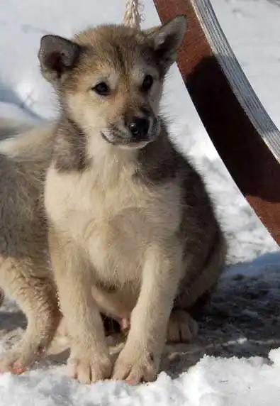 Comportement & Caractère du Chien du Groenland