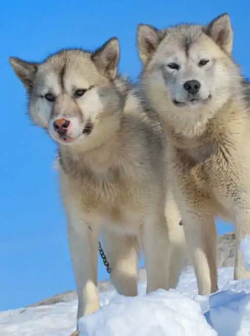 Besoins d'Exercice du Chien du Groenland