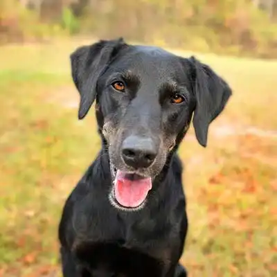 Greyador dog breed.