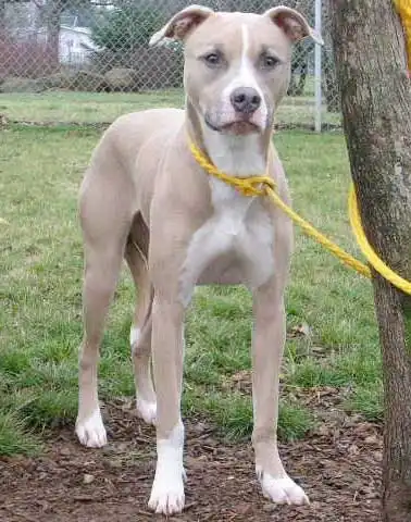 Breed Appearance