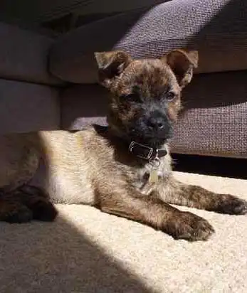 Breed Origin