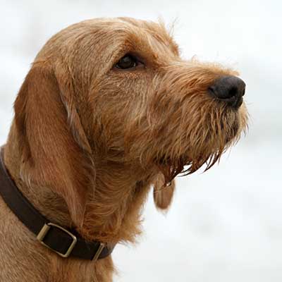 Griffon Fauve de Bretagne