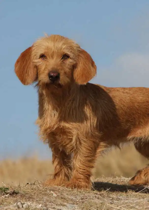 Breed Origin