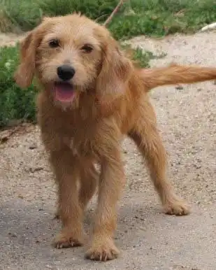 Breed Appearance