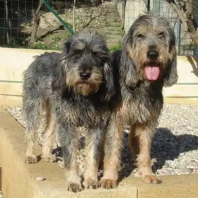 Griffon Nivernais dog breed.