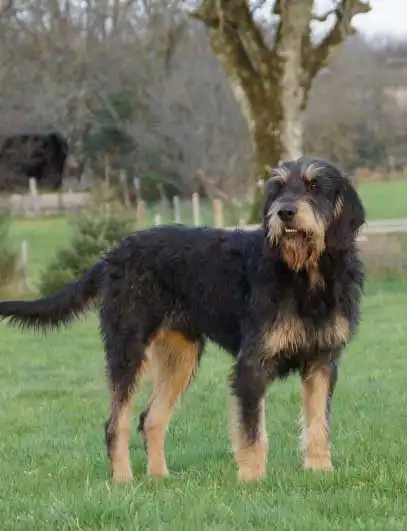 Breed Origin