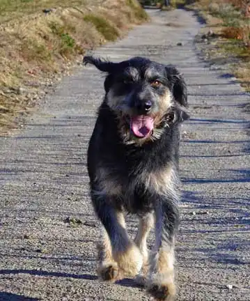 Breed Appearance