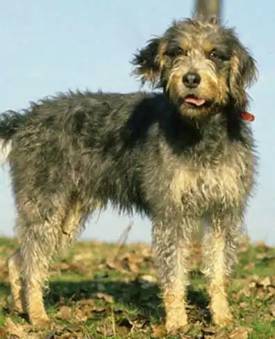 Behavior & Temperament