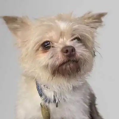 Griffonland dog breed.