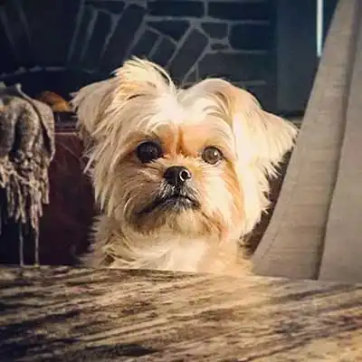 Griffonshire dog breed.