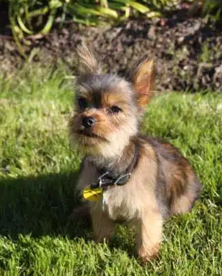 Breed Appearance