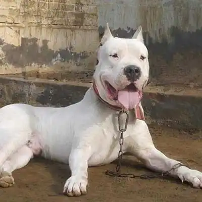 Gull Dong dog breed.
