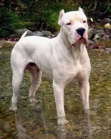 Breed Origin