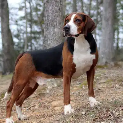 Hamiltonstovare dog breed.