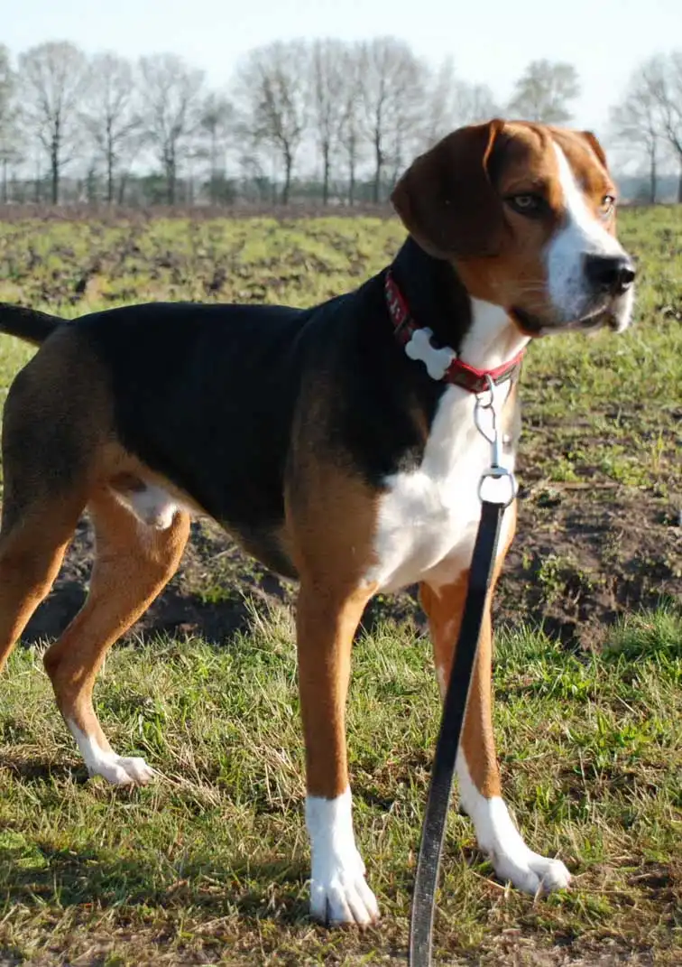 Breed Origin