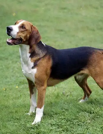 Breed Appearance
