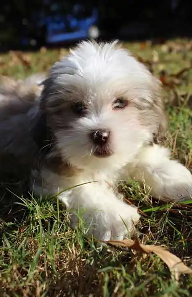 Origem & História do Hava-Apso