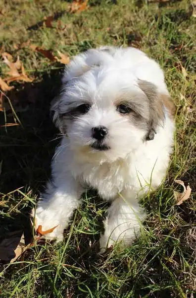 Aparência do Hava-Apso