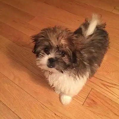 Havachin dog breed.