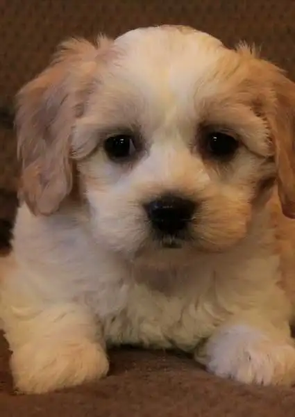 Breed Appearance