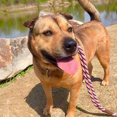 Heeler Pei