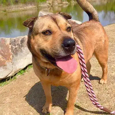 Raça de cão Heeler Pei.