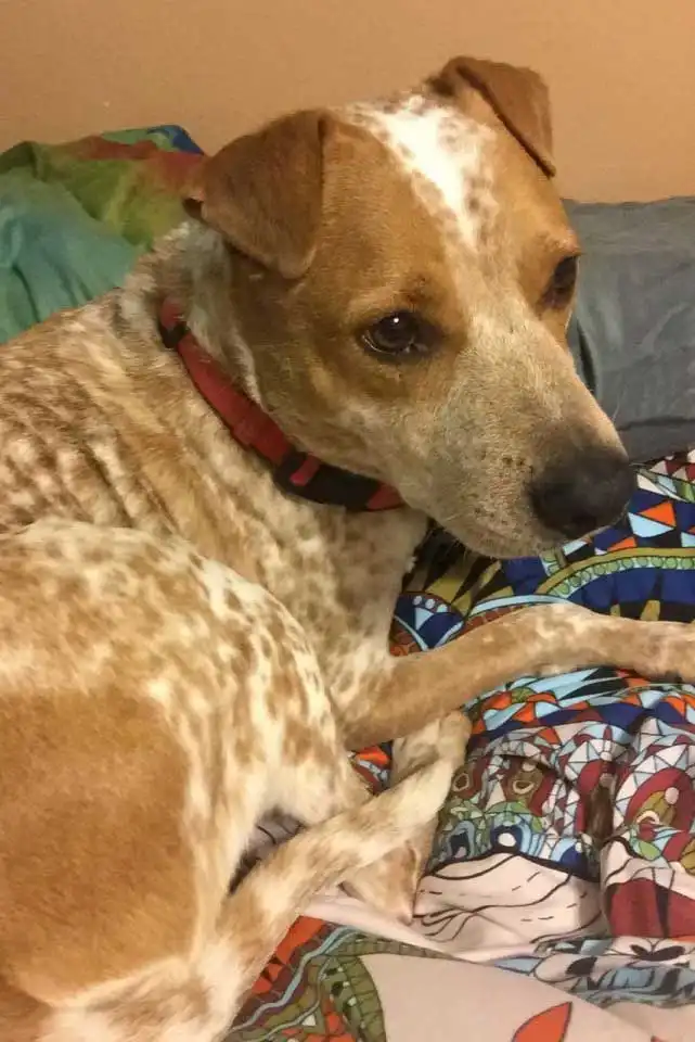 Apparence du Heeler Pei