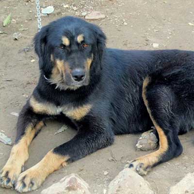 Himalayan Sheepdog