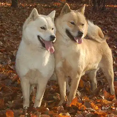 Hokkaido dog breed.
