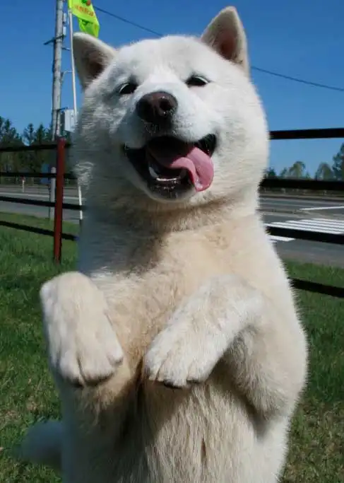 Breed Origin