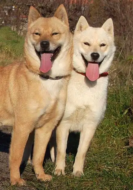 Breed Appearance