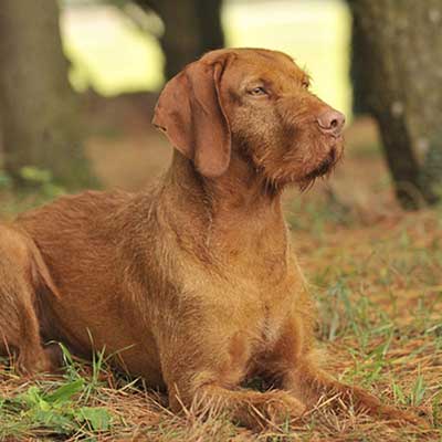 Hungarian Wire-Haired Vizsla