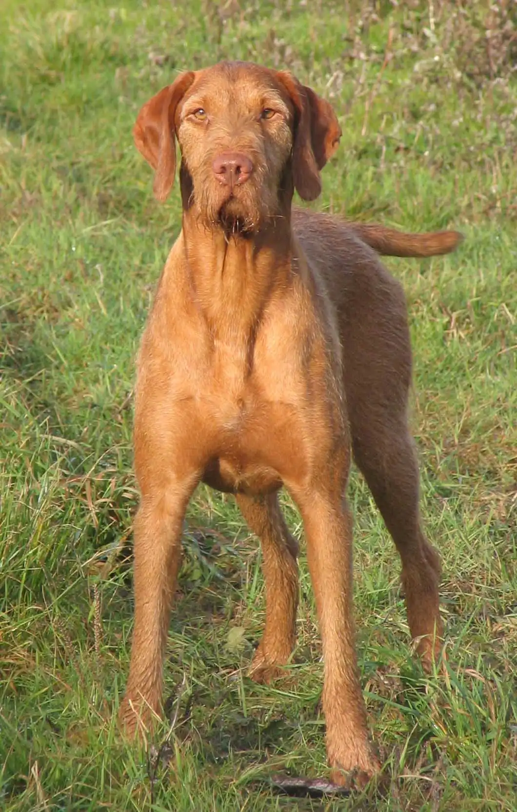 Breed Origin