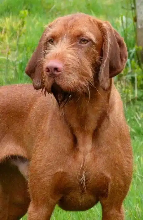 Breed Appearance