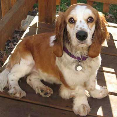 Hush Basset