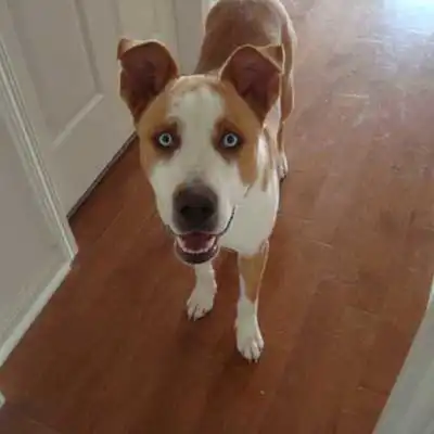 Husker dog breed.
