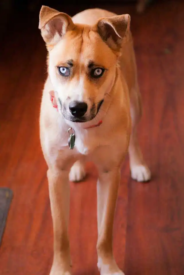 Breed Origin