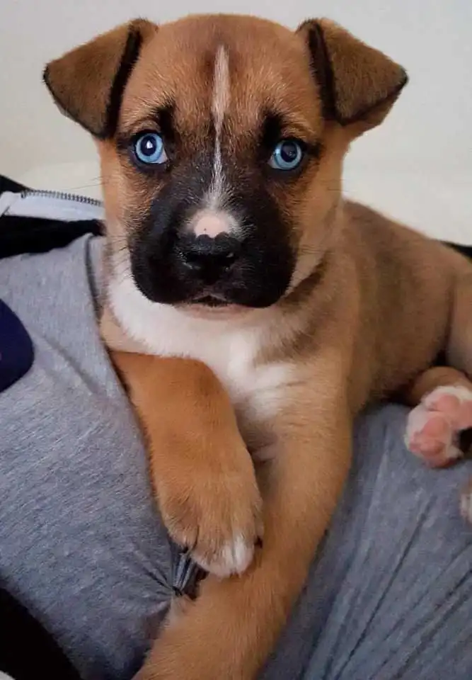 Breed Appearance