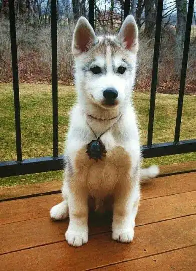 Breed Origin