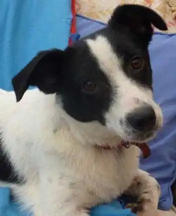 Breed Appearance