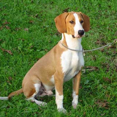 Hygen Hound