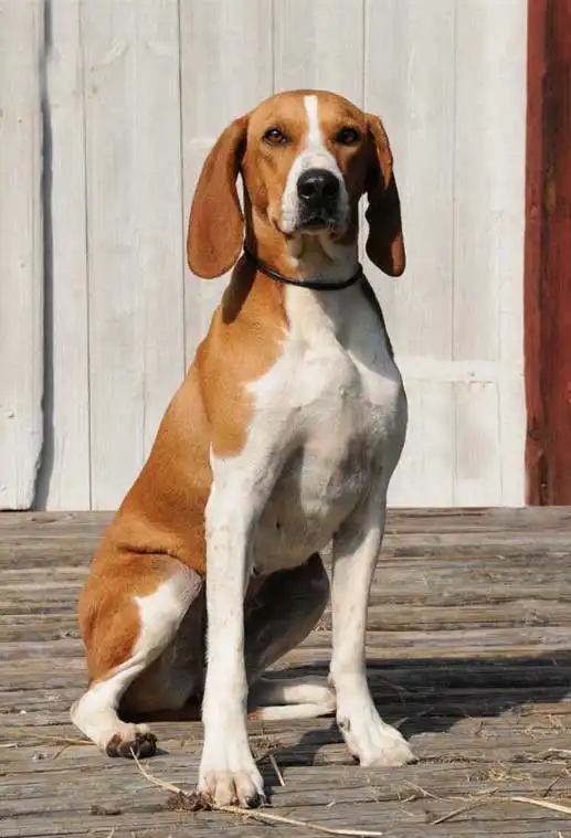 Breed Origin
