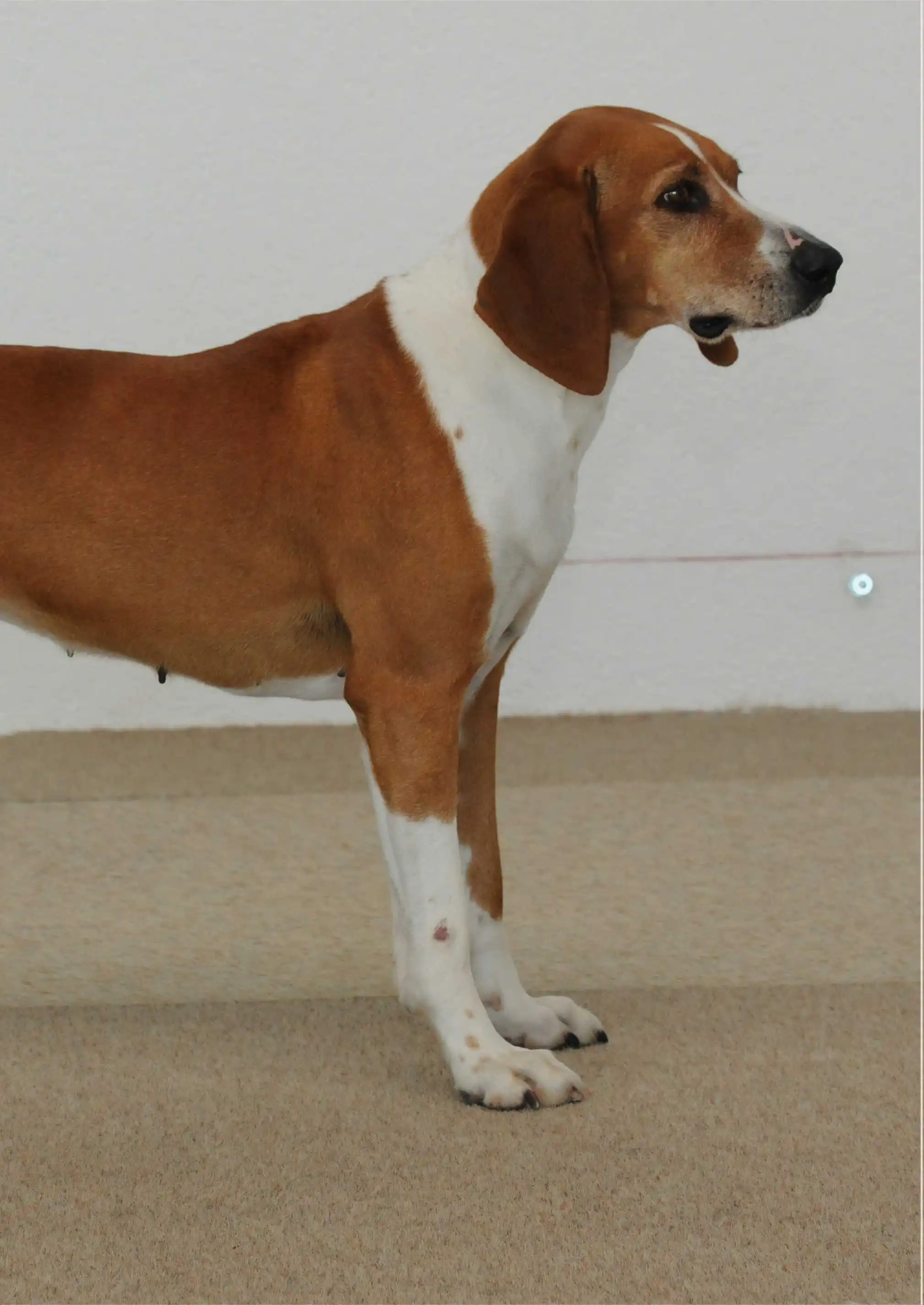 Breed Appearance